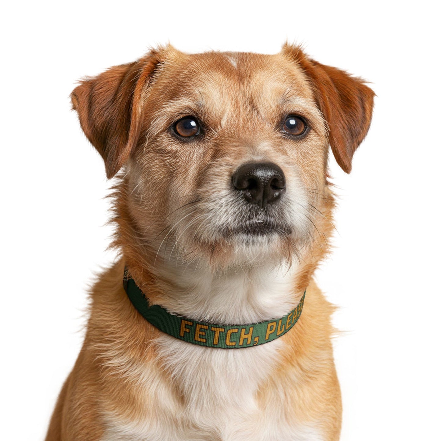 "FETCH, PLEASE." Clip-On Pet Collar
